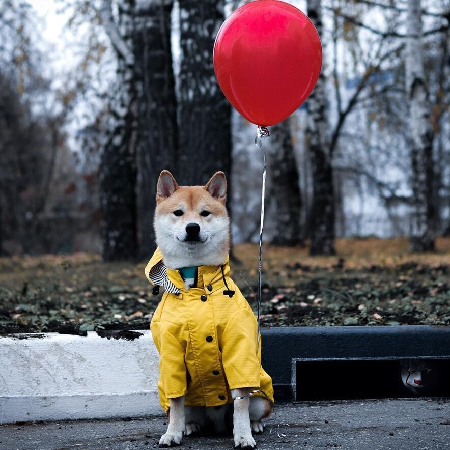 Dog Raincoat Clothes