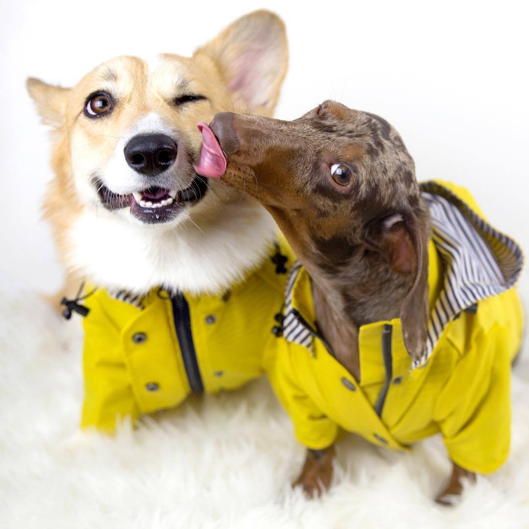 Dog Raincoat Clothes