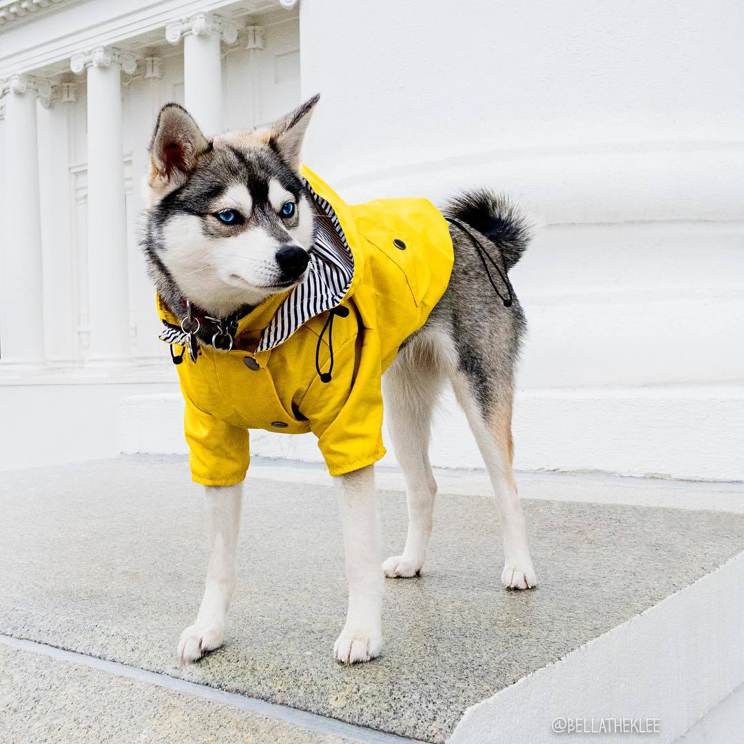 Dog Raincoat Clothes